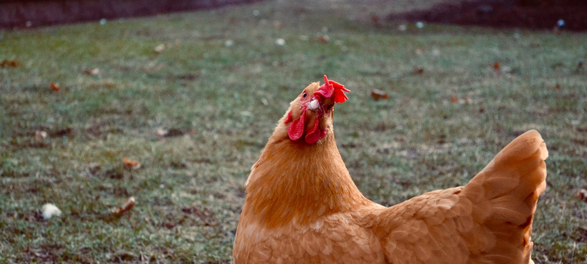 Mascotte du Fonds de dotation La Poule Rousse
